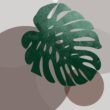 Racines et Pousse